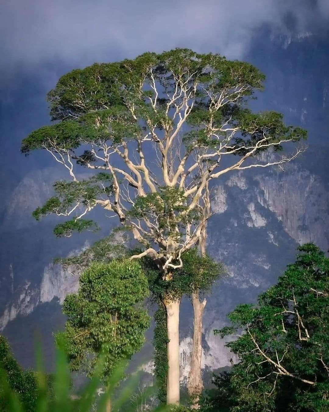 Meranti (Shorea spp.)