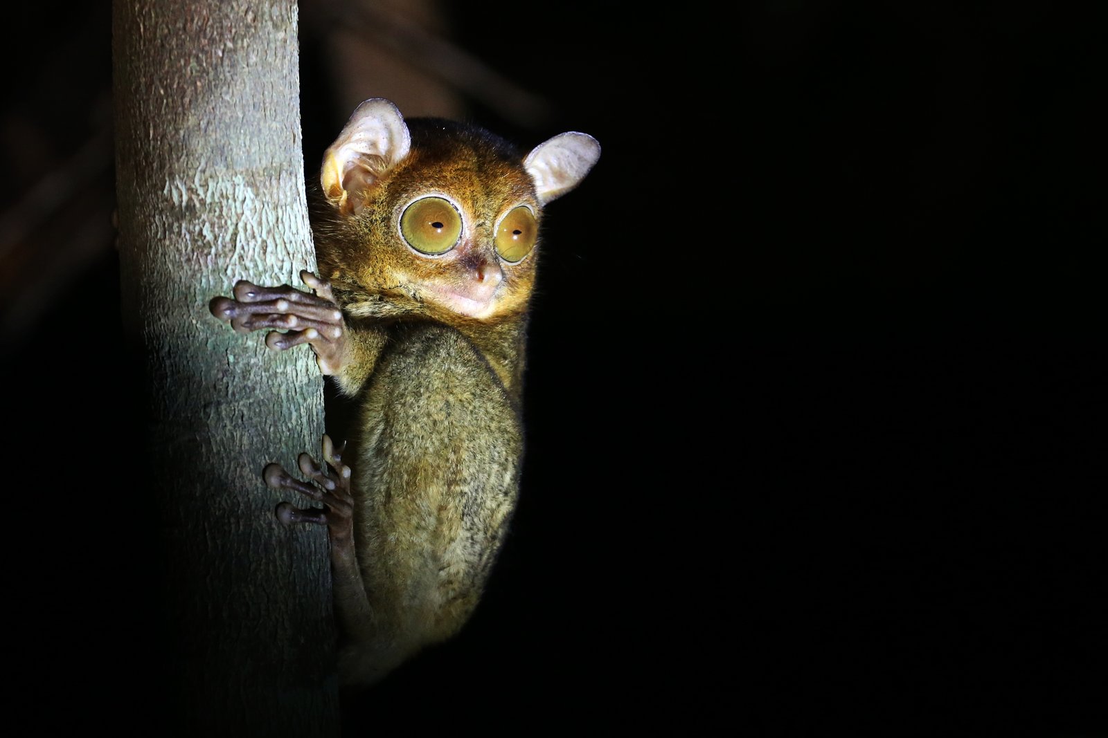 Tarsius