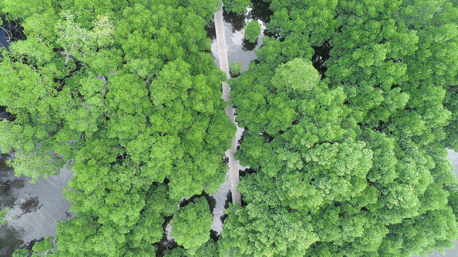 Bontang Mangrove Park