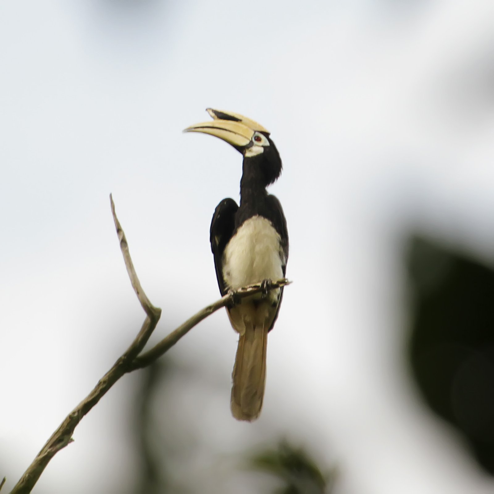 Kangkareng Perut Putih (Anthracoceros albirostris)