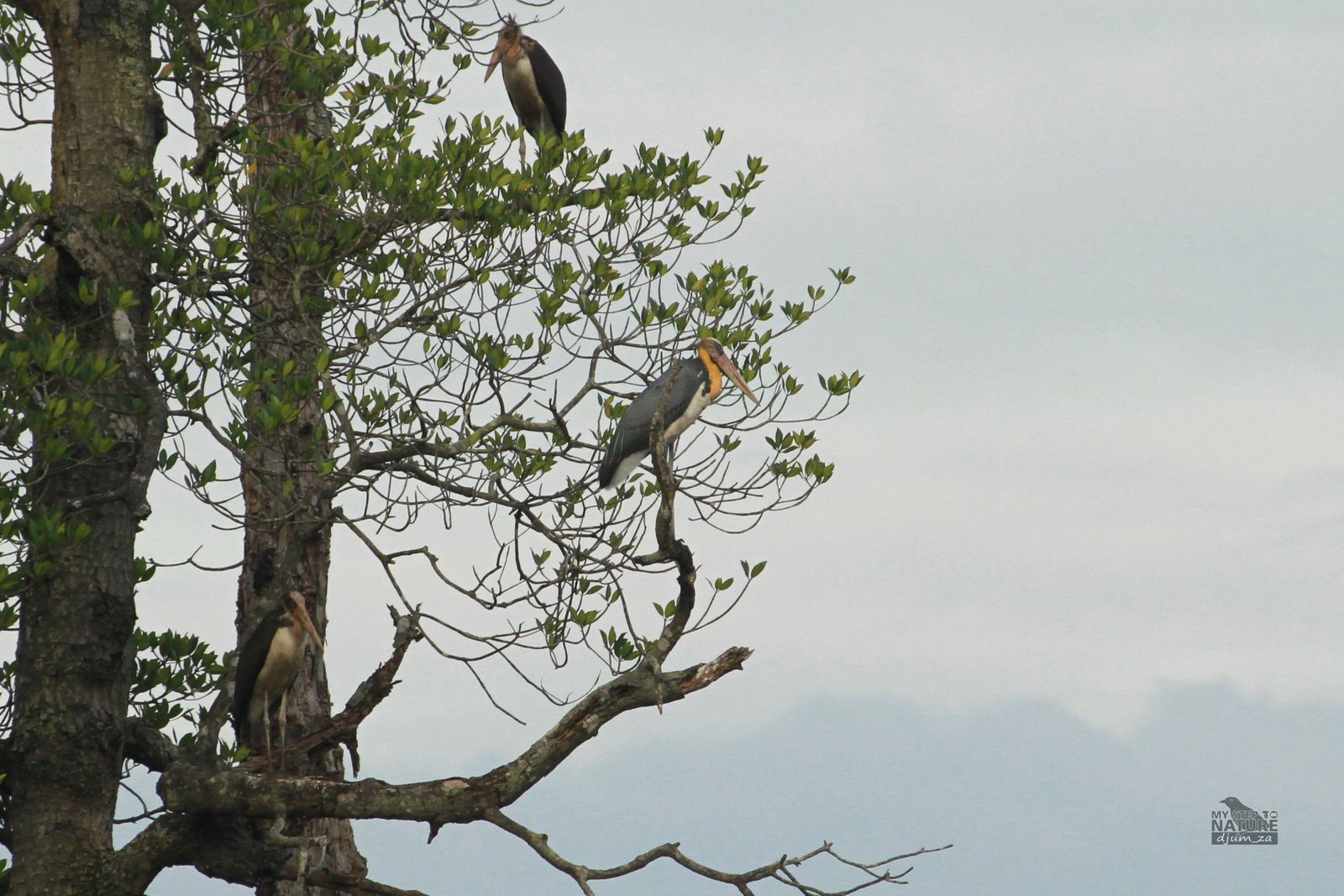 Bangau Tongtong (Leptoptilos javanicus)