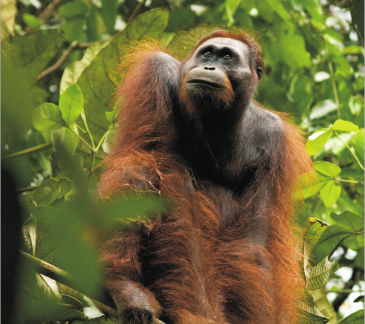 Orang Utan (Pongo pygmaeus morio)