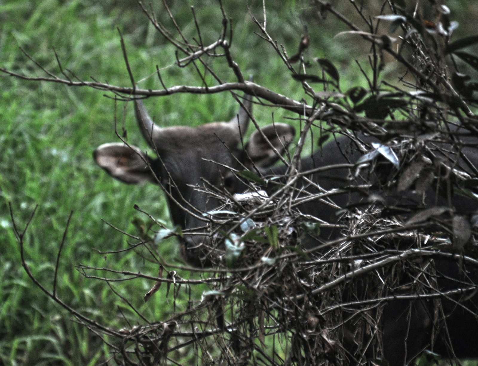 Banteng Kalimantan (Bos javanicus lowi)