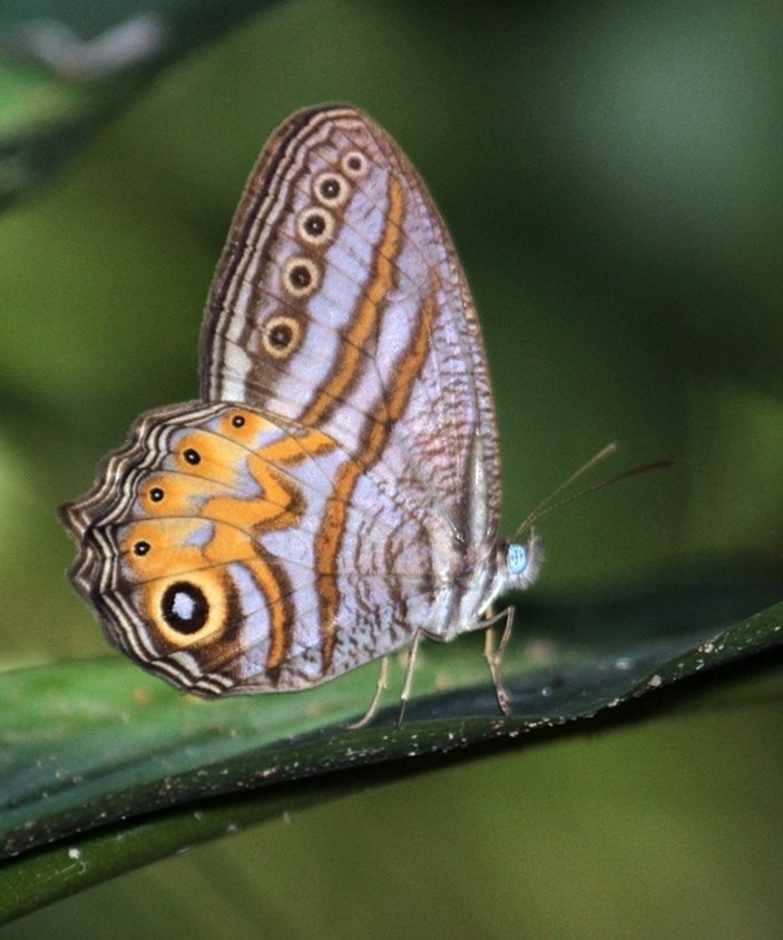 Si Mata Satu Elegans (Elegant Satyr), Erites elegans