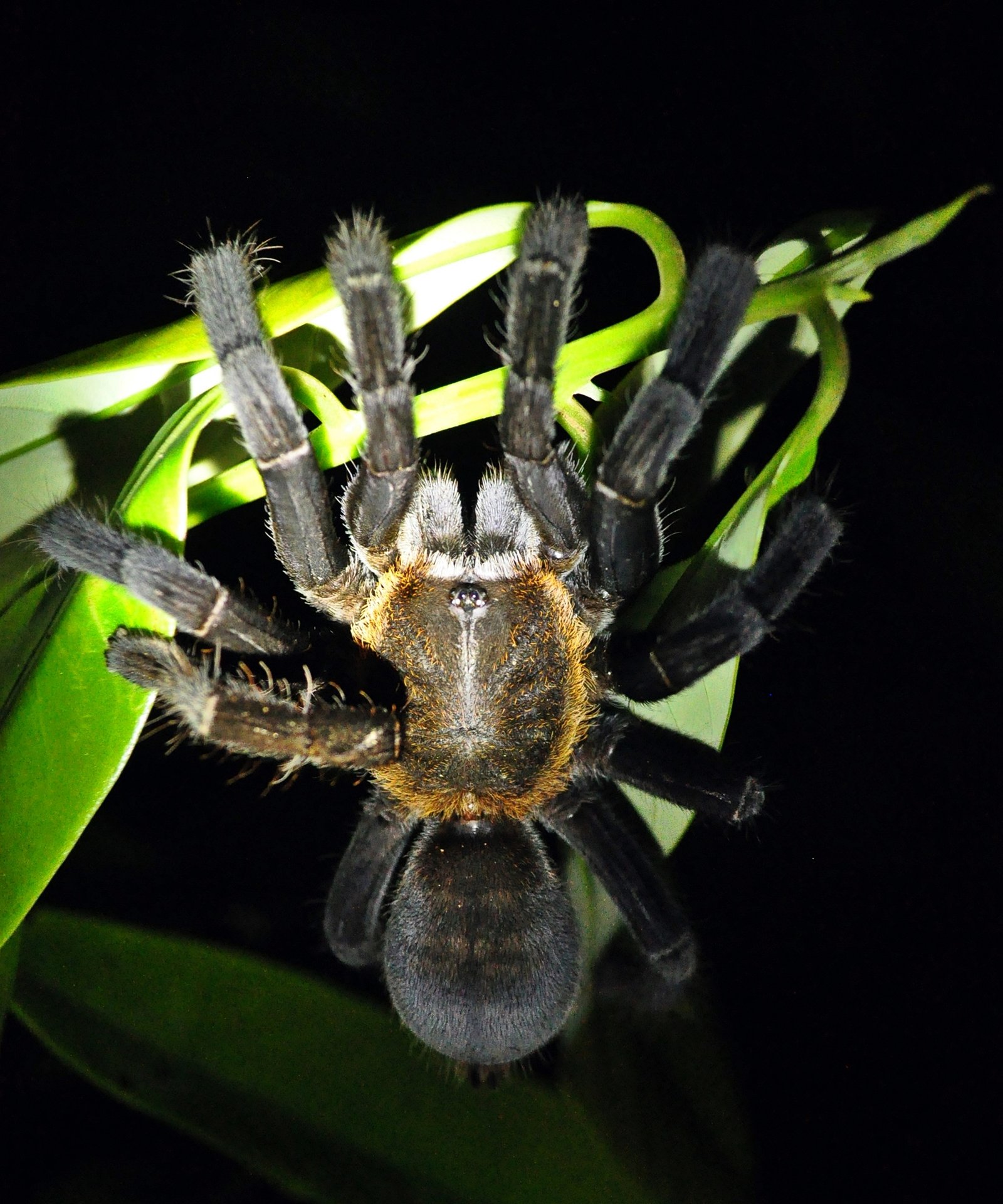 Tarantula Kalimantan, Cyriopagopus doriae
