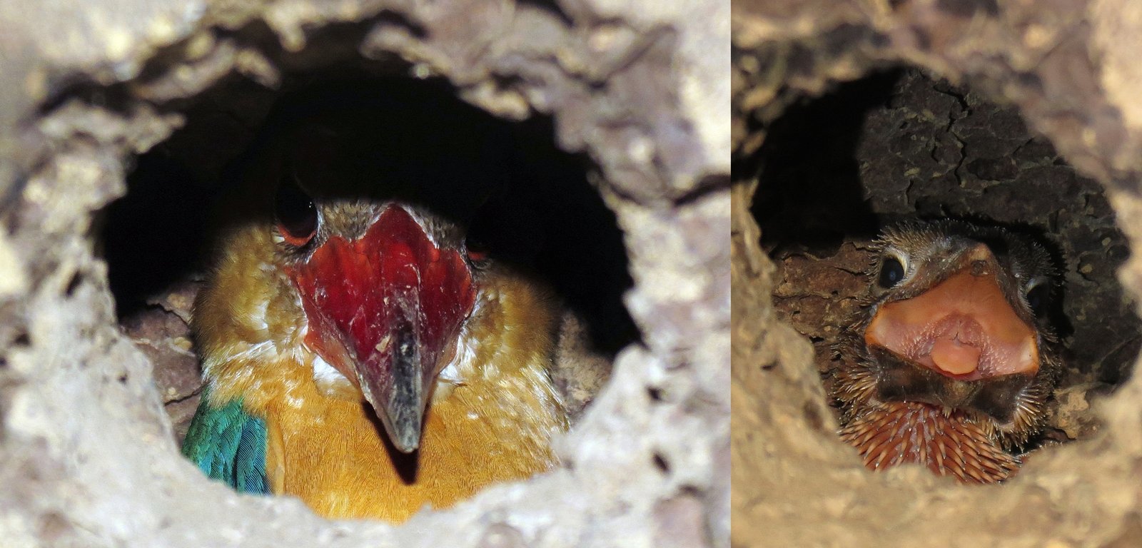 Pekaka Emas di Sarangnya