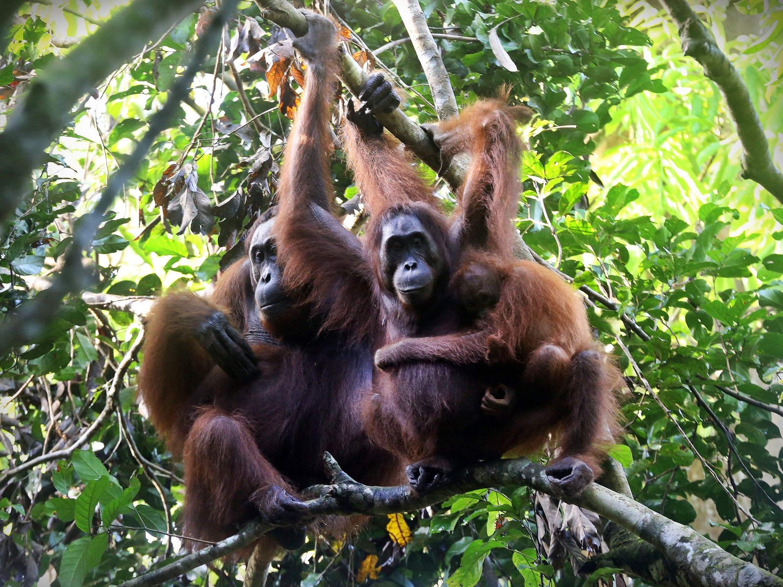 Kopulasi Orangutan